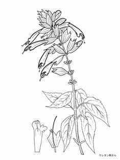 0-99-31-sallvia-sen-web.jpg