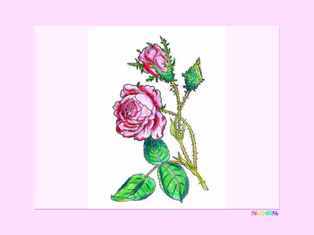 0-99-64-rose-kp-web.jpg