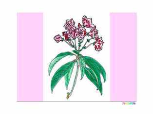 1-0-46-kalmia-kp-web.jpg