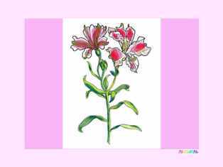 1-2-81-Alstroemeria-kp-web.jpg