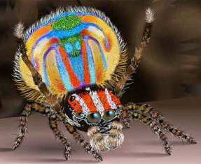 0-68-76-peacock-spider-gazou-web.jpg