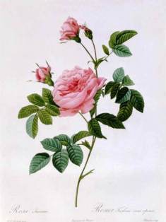 0-69-20-rose-Redoutel-gazou1-web.jpg