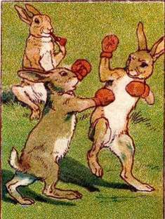 0-69-33-boxing-rabbits-gazou-web.jpg