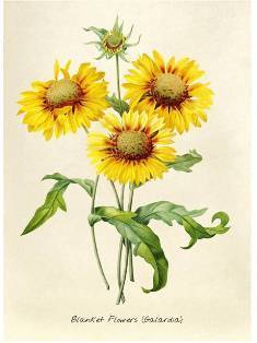 0-69-70-bland-flowers-gazou-web.jpg