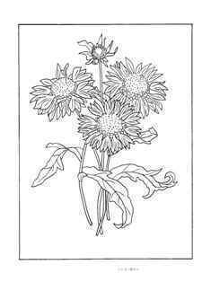 0-69-70-bland-flowers-sen-web.jpg