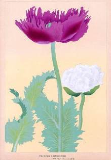 0-69-85-papaven-poppy-gazou-web.jpg