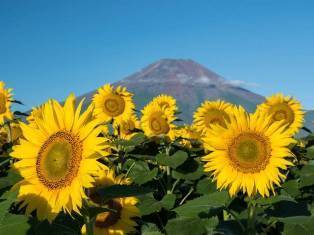 0-70-23-fuji-sunflowers-gazou-web.jpg