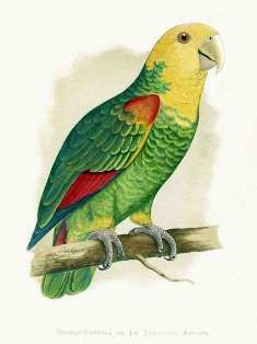 0-70-30-green-parrot-gazou1-web.jpg