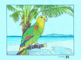 0-70-30-green-parrot-ill-ms-web.jpg