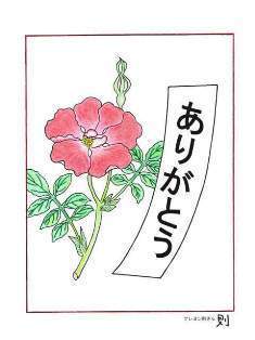 0-70-79-rose-tanzaku-ill-ms8-web.jpg