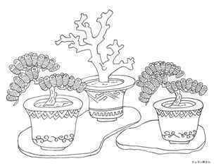 0-71-02-kin-bonsai-sen-web.jpg