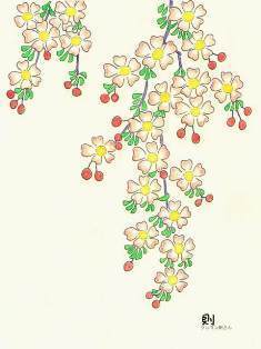 0-71-18-shidare-sakura-ill-ms-web.jpg