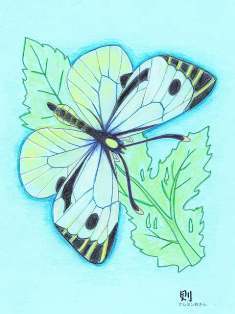 0-71-61-sirochou-ill-ms-web.jpg