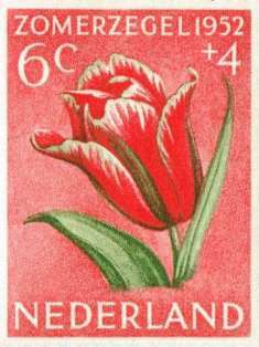 0-71-80-tulip-gazou-web.jpg