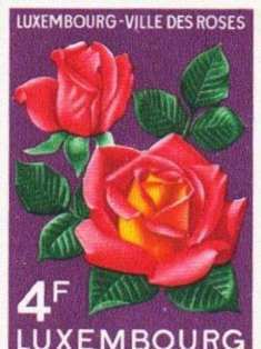 0-71-84-rose-luxembourg-ill-gazou-web.jpg