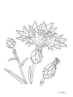 0-71-88-cornflower-sen-web.jpg