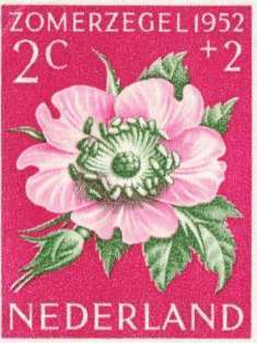 0-71-90-rose-1952-gazou-web.jpg