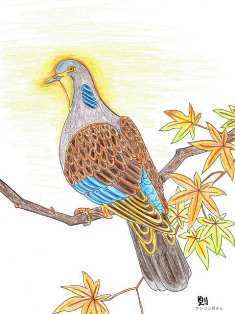 0-72-08-kijibato-ill-ms-web.jpg