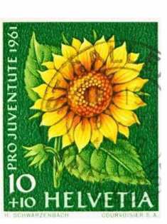 0-72-42-chou-sunflower-gazou-web.jpg