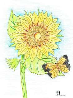 0-72-42-chou-sunflower-ill-ms-web.jpg