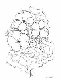 0-72-97-geraniums-sen-web.jpg