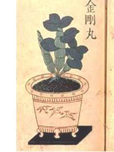 0-73-02-mokkoku-bonsai-gazou-web.jpg