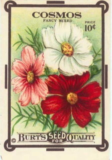 0-73-92-cosmos-gazou.jpg