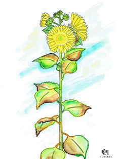 0-74-13-sunflower-ill-ms-web.jpg
