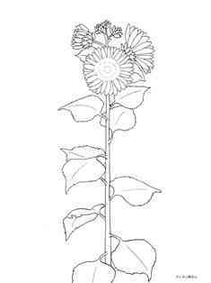 0-74-13-sunflower-sen-web.jpg