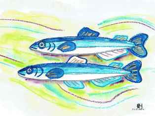 0-75-50-sakana-ill-ms-web.jpg