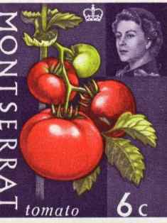 0-75-62-tomato-stamp-gazou-web.jpg