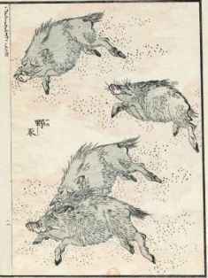 0-75-70-wild-boar-gazou-web.jpg