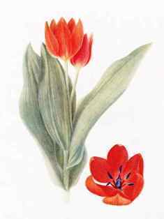 0-76-13-tulipl-gazou-web.jpg