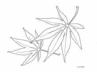 0-76-18-momiji-sen-web.jpg
