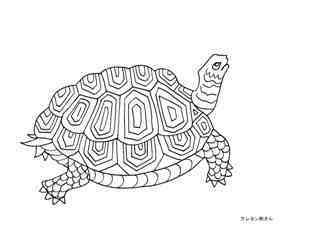 0-76-40-Turtle-tile-sen-web.jpg