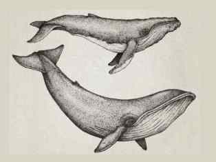 0-76-43-whales-gazou-degi2-web.jpg