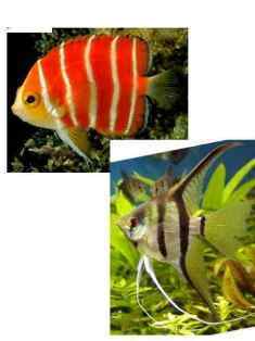 0-76-57-angelfish-gazou-web.jpg