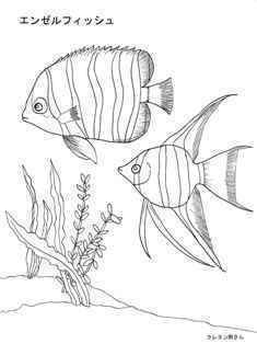 0-76-57-angelfish-sen-web.jpg