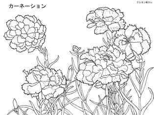 0-77-25-carnation-tanigami-sen-web.jpg