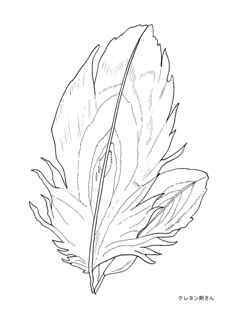 0-78-24-feather-sen-web.jpg