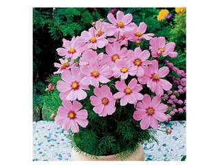 0-78-32-cosmos-hachi-gazou.jpg