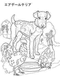 0-78-43-airedale-sen-web.jpg