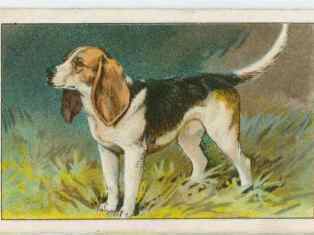 0-78-77-beagle-dog-gazou-web.jpg