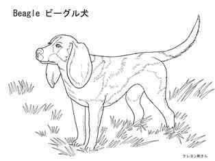0-78-77-beagle-dog-sen-web.jpg