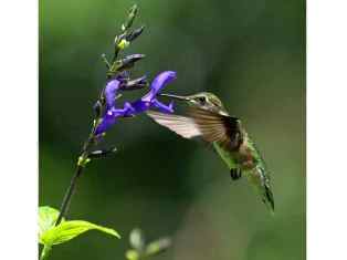 0-79-06-medou-sage-gazou-web.jpg