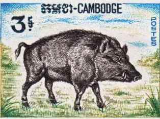 0-79-25-camboge-boar-gazou-web.jpg