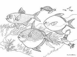 海の魚の塗り絵 キンメダイ アカウミガメ マナガツオ 赤マンボウ イカ 大人の塗り絵ー無料新着ぬりえ