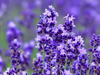 0-79-45-lavender-gazou-web-a.jpg