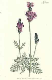 0-79-45-lavender-gazou-web.jpg