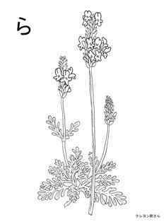0-79-45-lavender-sen77-logo-web.jpg